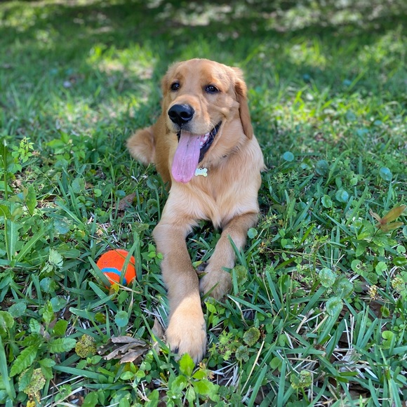 Meet your Posher, Britnee - Picture 5 of 6